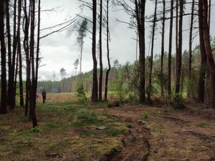 Działka leśna 2,42 ha po całkowitym wyrębie