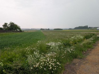 Działka Pińczyce