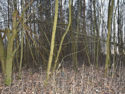 Działka Jawidz ul.  