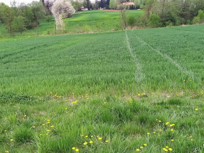 Działka budowlana 19,73 ar w Błędowie Tyczyńskiej