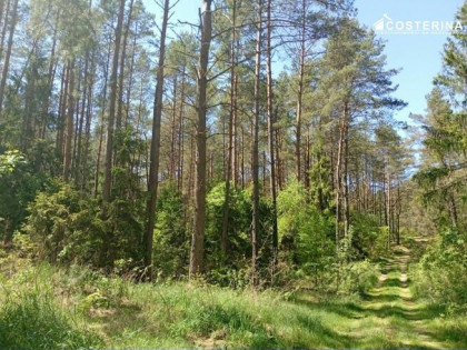 Działka leśna Gostomie gm. Kościerzyna