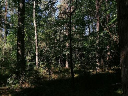 1/2 udziału w nieruchomości od Syndyka - Bielany-Żyłaki