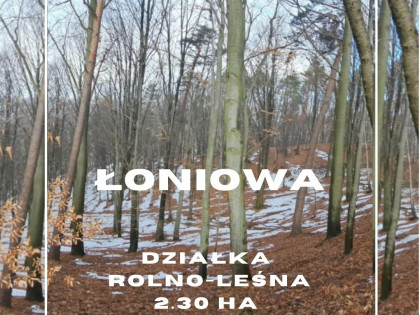 Łoniowa działka rolno-leśna 2,30 ha
