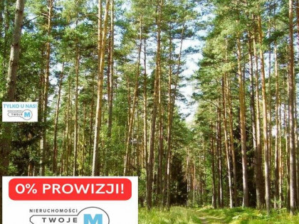 Działka leśna Chmielnik Sędziejowice