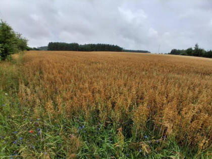 Sprzedam 1,1 hektara w Grońsku. Blisko lasu. Przy drodze.