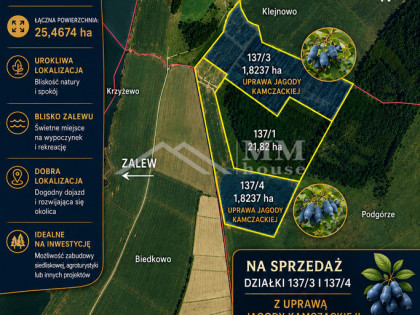 Plantacja jagody kamczackiej nad Zalewem Wiślanym.