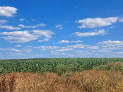 Miłków Kolonia. Działka budowlana 50 a. 179000 zł