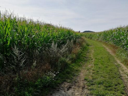 działka rolna powierzchnia 12187m2 Bielawa
