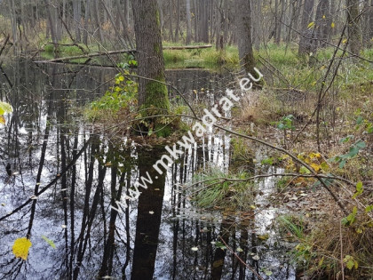 Malownicza działka siedliskowa  13.700m2