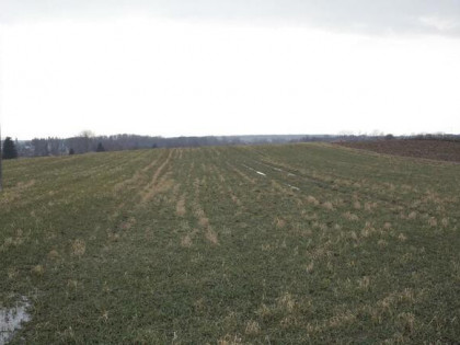 Cicha działka Tomaszowice