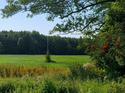Działka rolna Borsukówka gm. Dobrzyniewo Duże,