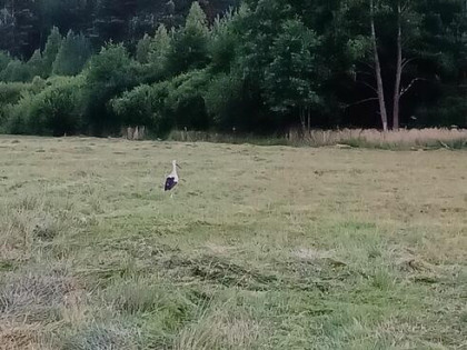 Działka z WZ mieszkaniowej, światlo