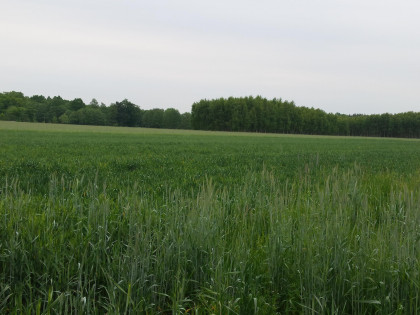 Działka Byków