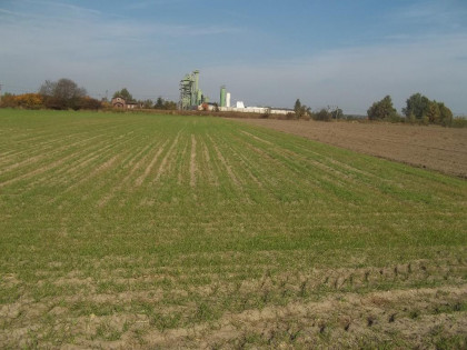 Działka Byków