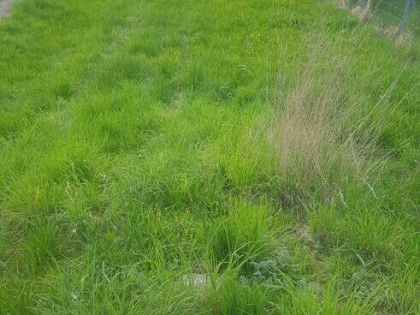działka 1400 m2 szaflary 300 tysięcy budowlana