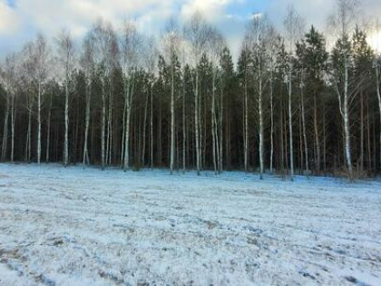 Działka 5000 m² przy lesie | WZ + pozwolenie | prąd |stodoła