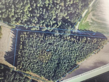Atrakcyjny las sosnowy 2,46 ha (wiek 55 i 21 lat) | Kujawsko