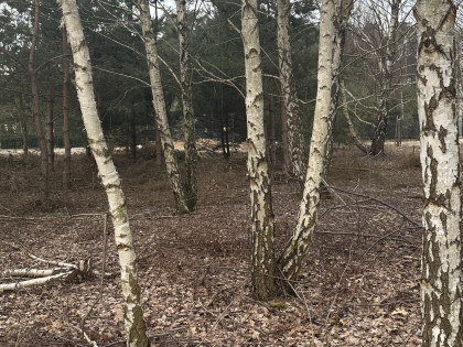 Sprzedam działkę w miejscowości Dębniak