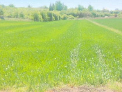 Sandomierz - dzialka 48 ar przy ul. Lipowej, mozliwy podzial