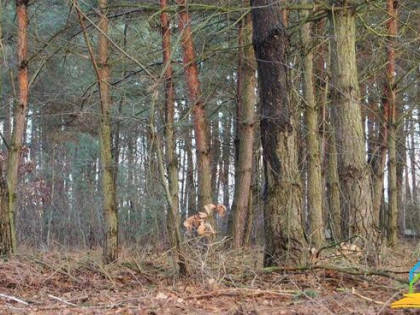 Działka budowlana Przypki gm. Tarczyn
