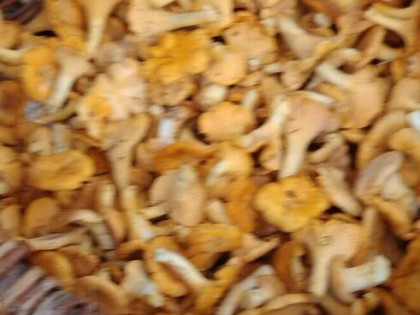 Nieruchomość Ziemia Rolna Sprzedam gmina Kodeń 3,26 h