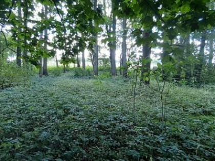 Działka rekreacyjna 0,37ha z linią brzegową i starodrzewiem