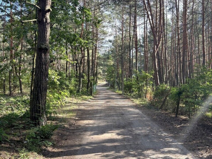 Działka budowlana w lesie, Łosie koło Radzymina