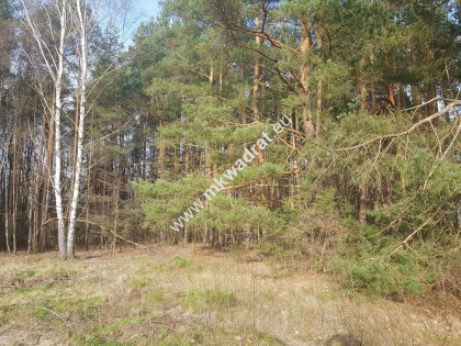 ⭐⭐⭐⭐2500 m2 urokliwa działka przy lesie z MPZP⭐⭐⭐⭐