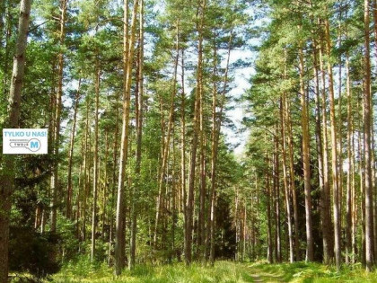 Działka leśna Chmielnik Sędziejowice