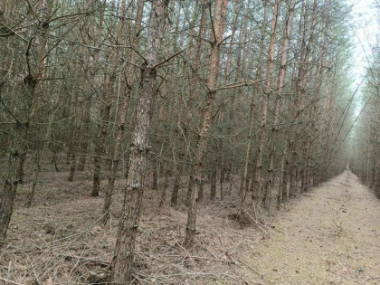 Las sosnowy 3,24 ha - Zacharzów/Radzanów, woj. mazowieckie