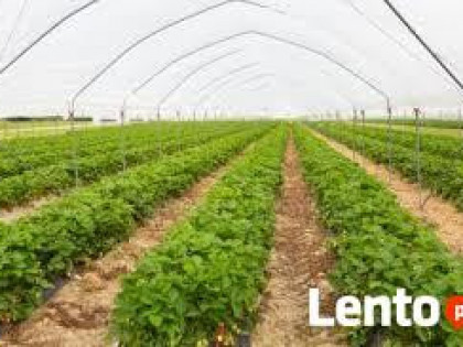 Grunty rolne 2000 zl/ha. Oplacalne inwestycji. Zajazd, PGR