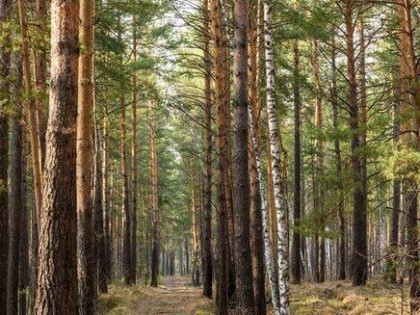 Las Skaryszew 2,3896 ha