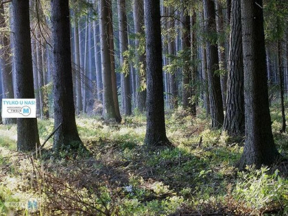 Działka leśna Chmielnik Sędziejowice