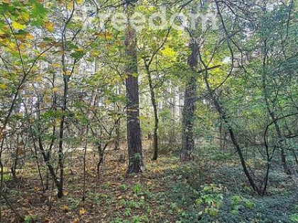Działki rolne i leśne (bory) na sprzedaż - Rudniki
