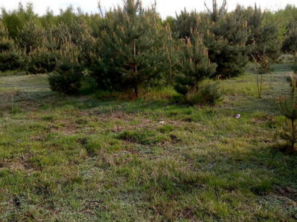 DZIAŁKI BUDOWLANE 1500 M2 OKOLICE MSZCZONOWA Bezpośrednio