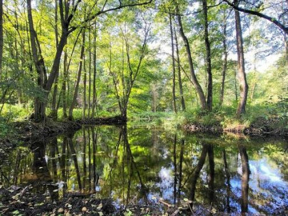 Działka z linią brzegową rzeki, lasem i stawem.