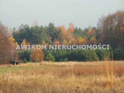 Działka Skierniewice Borowiny