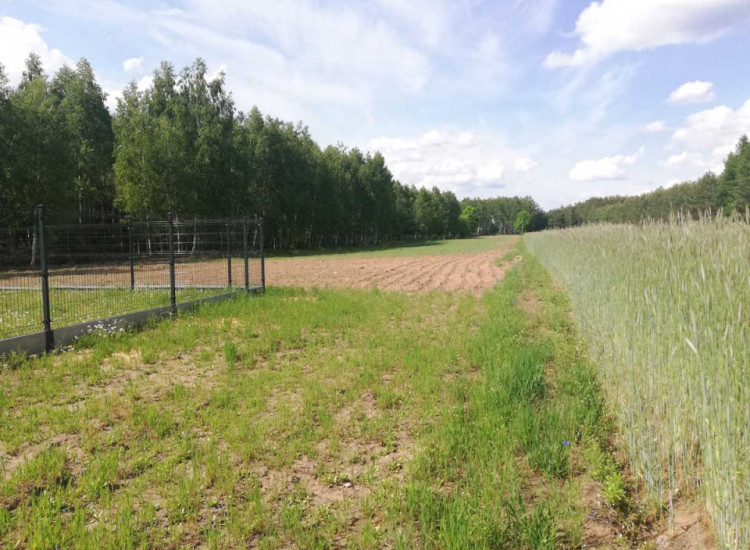 Trzy piękne działki z WZ, Izabelin, 50 km od Warszawy Izabelin