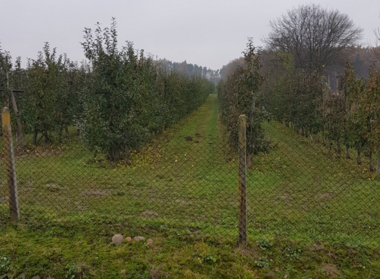 SPRZEDAM SAD (JABŁONIE) Mała Wieś