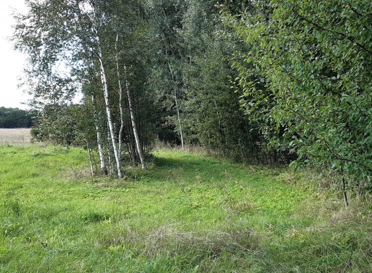 Działka rekreacyjna 0,37ha z linią brzegową i starodrzewiem na Mazurach Gołdap