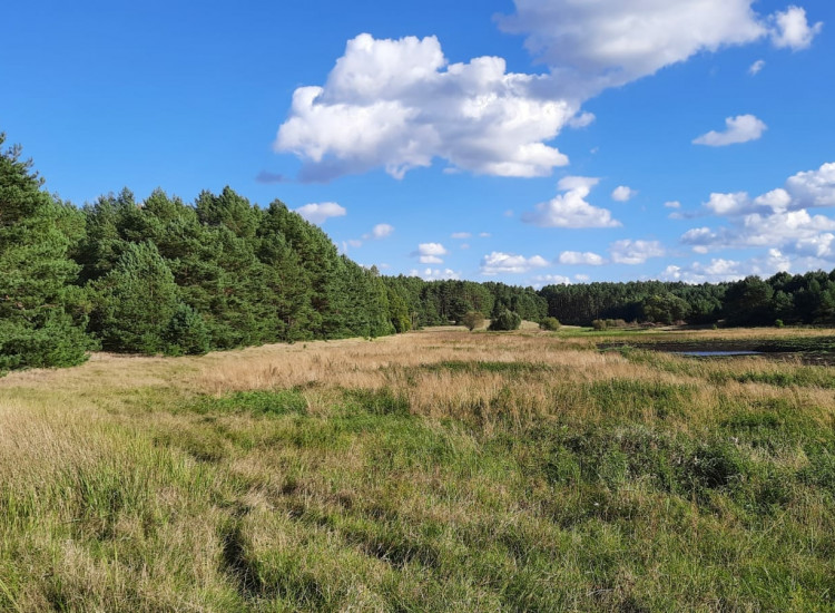 Działki budowlane pod lasem Maszków