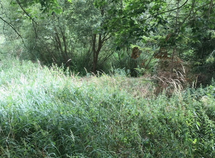 CHOSZCZNO Działka ROLNA 1 HA sprzedaż Choszczno