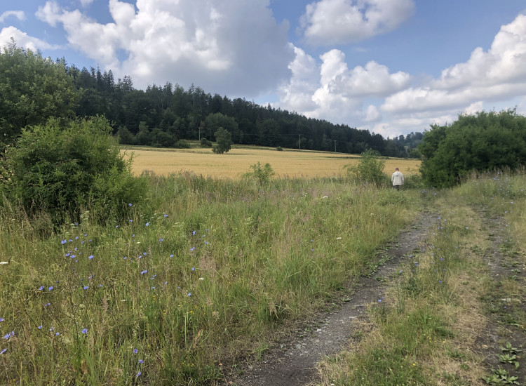 Działka Dzikowiec, Góry Sowie, Srebrna Góra, Nowa Ruda - Bezpośrednio Dzikowiec