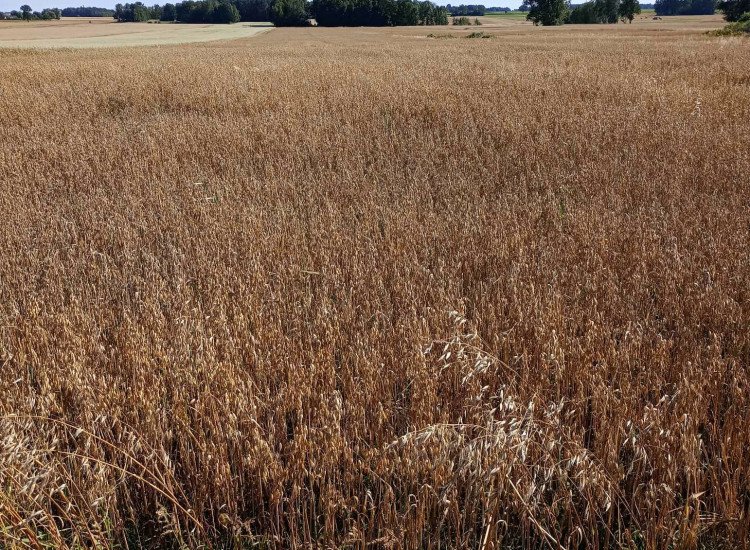 Działka siedliskowa 5000m2 Wola Kazubowa