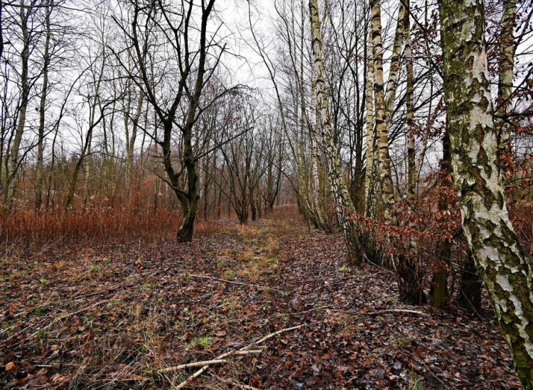 95 arów pod Kazimierzem Dolnym Kazimierz Dolny