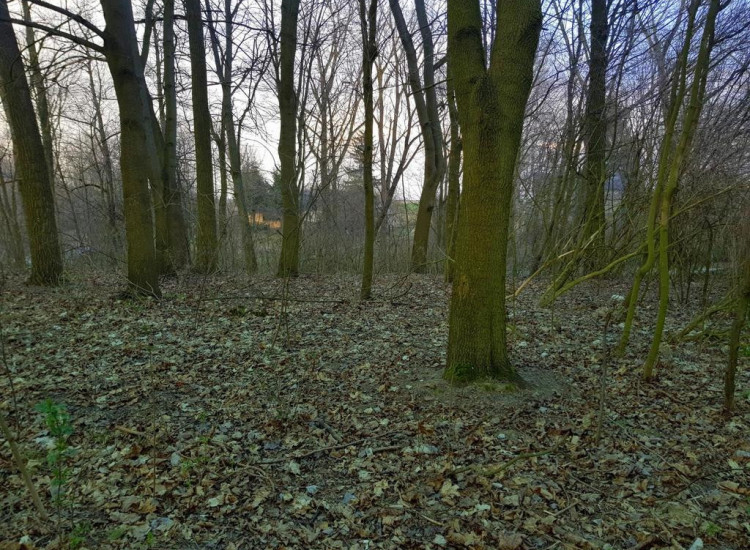 Kocianów - działka leśna - 33 ar Kocianów