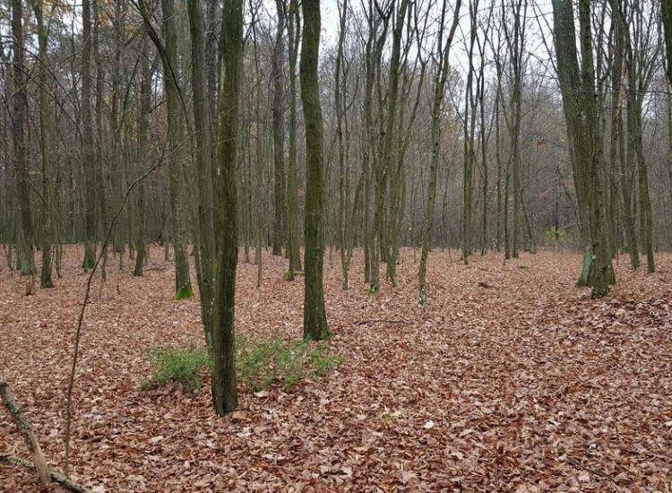 Przepiękny las w miejscowości Samoklęski Samoklęski