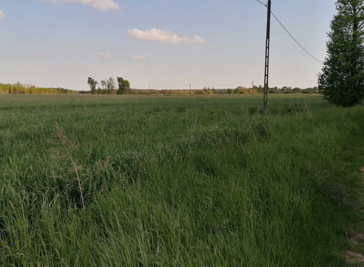 działka budowlana Zamoście gm. Strzelce Wlk. pow. Pajęczański Zamoście