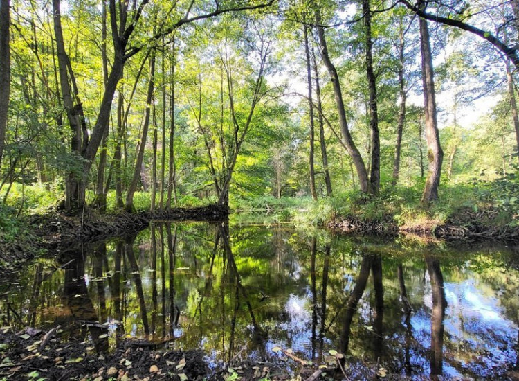 Działka z linią brzegową rzeki, lasem i stawem. Staw