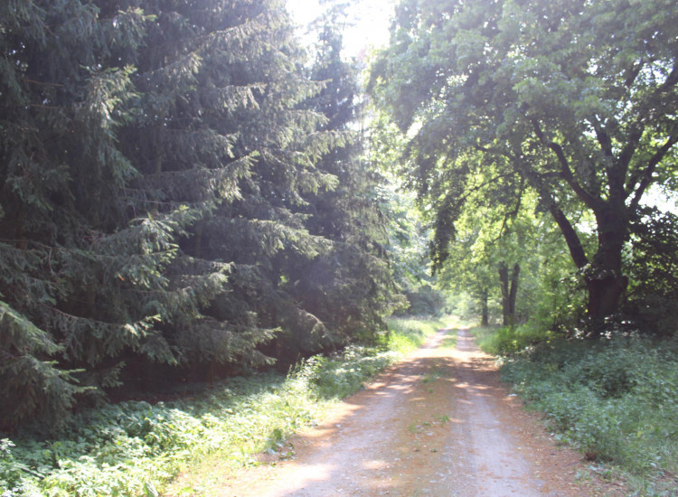 Działka Klotyldzin Klotyldzin